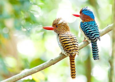 پارک ملی کاو یای تایلند