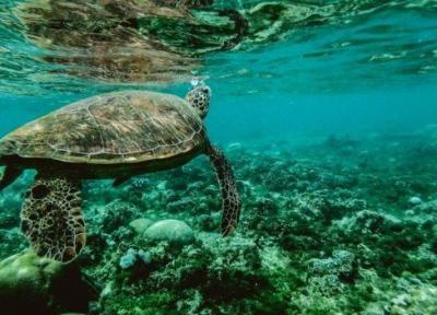 لاک پشت های دریایی ایران در خطر انقراض