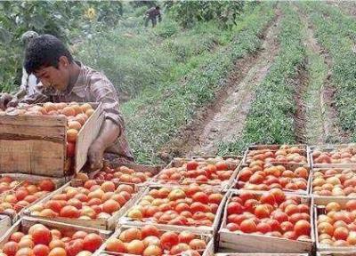شروع خرید حمایتی گوجه فرنگی از کشاورزان کرمانی