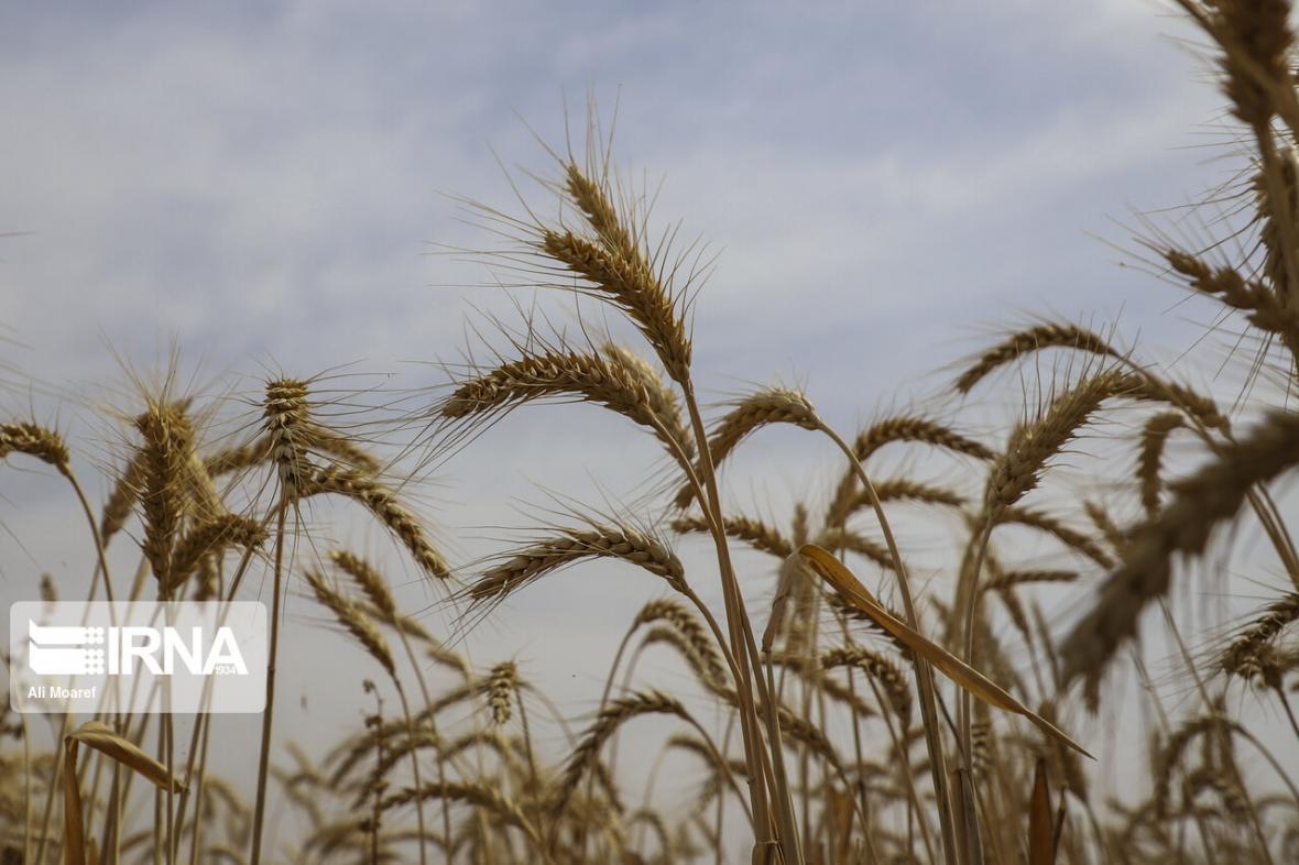 خبرنگاران خرید 670 تن گندم مازاد بر نیاز کشاورزان گیلان