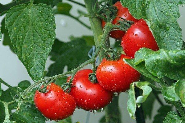 شروع توزیع گوجه فرنگی 11 هزار تومانی در میادین