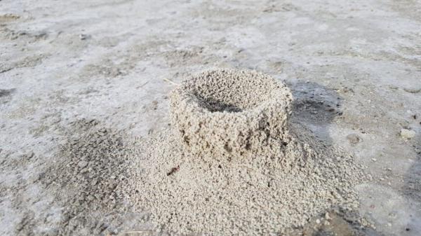پدیده عجیب از لانه سازی مورچگان در دریاچه بختگان