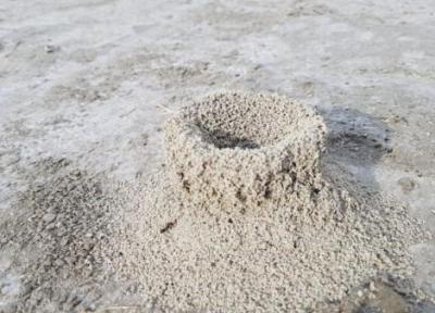 پدیده عجیب از لانه سازی مورچگان در دریاچه بختگان