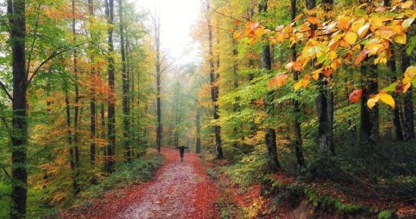 جنگل راش، طبیعتی زیبا در استان مازندران
